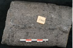 Foto (Detailansicht) von Calamites sp.  (NHMW-GEO-2024-0188-11162)
